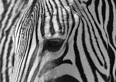 Zebra stripes all over