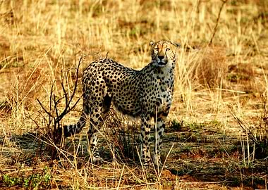 Cheetah in South Africa