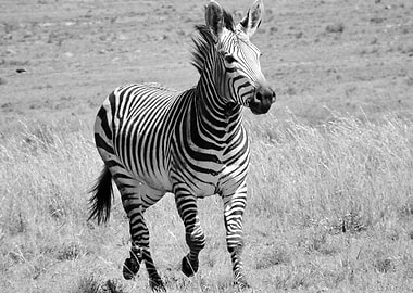 Zebra Stallion