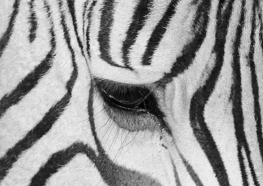 Zebra is dreaming