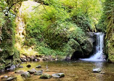 Forest Waterfall Nature