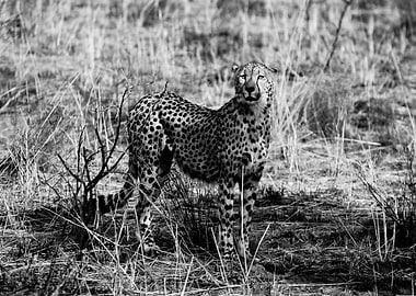 Cheetah in South Africa