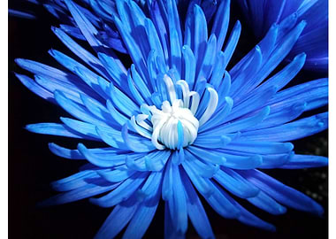 Starburst Blue Flower