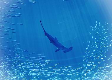 Hammerhead Shark