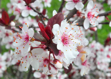 Plum Blossoms