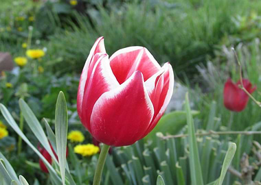Tulip