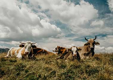 Austrian cows