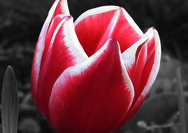Tulip