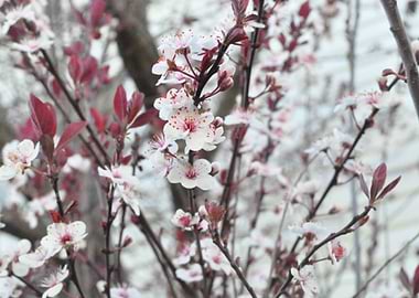 Plum Blossoms
