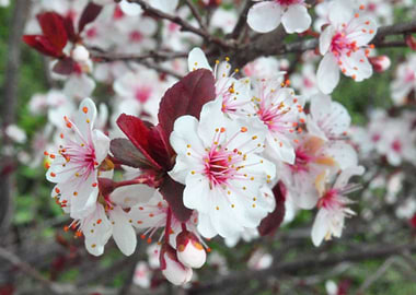 Plum Blossom