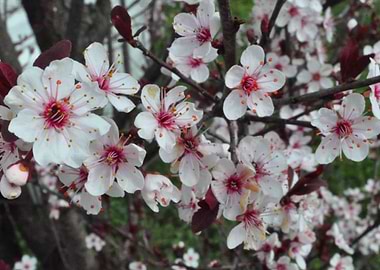 Plum Blossoms