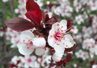 Plum Blossoms