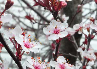 Plum Blossoms