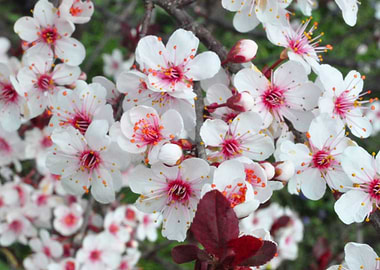 Plum Blossoms