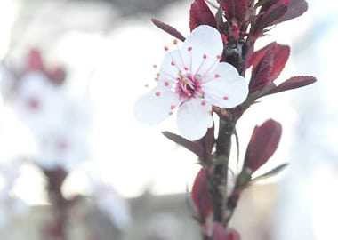 Plum Blossom