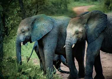 Elephants hanging out