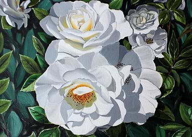 Blossom of the garden rose