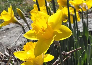 Daffodils