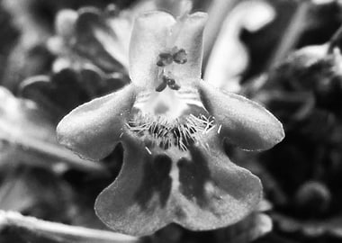 Ground Ivy