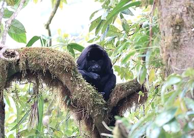 Howler up in the tree