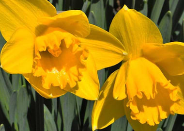 Daffodils