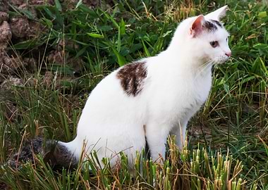 Cat in the grass