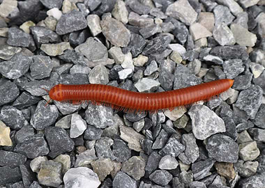 Big centipede