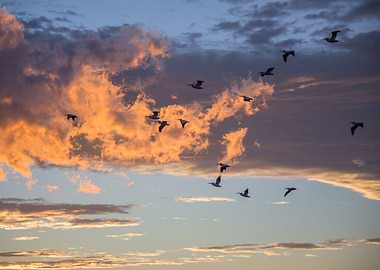 Birds going south