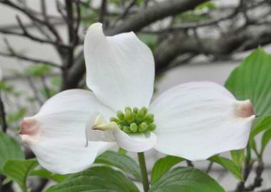 Dogwood
