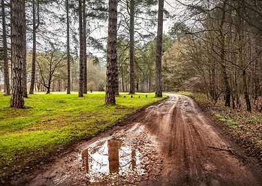 Path through a Woods
