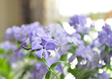 Phlox