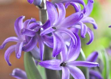 Hyacinth