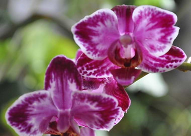 Orchids