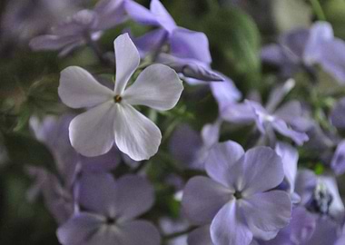 Phlox
