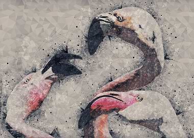 Flamingos in discussion