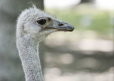 Common ostrich