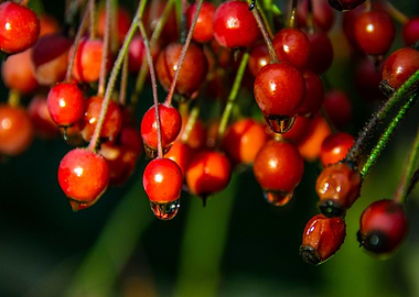 Redberries