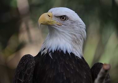 The American Bald Eagle