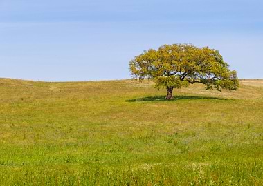 Farm Colourful spring