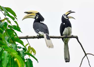 Pied Hornbill 4