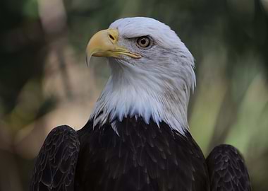 The American Bald Eagle