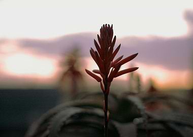 Sunset flower