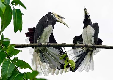 Pied Hornbills