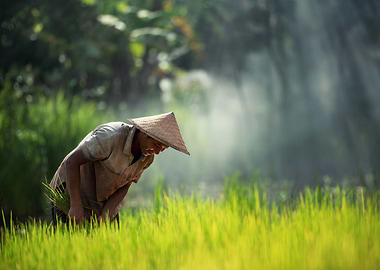 Thai Farmer in Rice Field