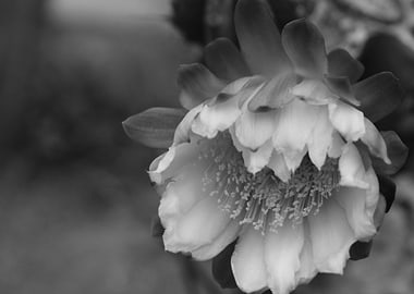 Prickly Pear Tree flower