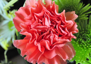 Carnation