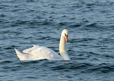 Beatiful Swan in the sea