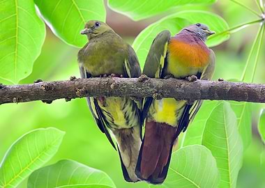 Green Pigeons