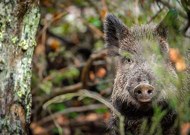 wild boar