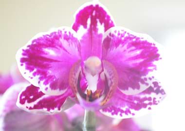 Orchid